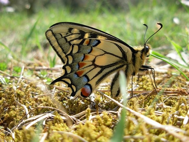 Papilio machaon